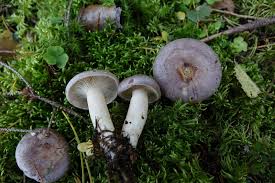 Image result for Lactarius mutabilis