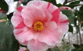 Lady Vansittart Camellia Japonica Is One Of The Most Impressive Camellia On The Market Today A True Garden Jewel Pretty Flowers Camellia Hibiscus Flowers