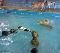 Check spelling or type a new query. Pin On Cute Animals