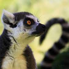 Ring Tailed Lemur Lemur Animals Animal Photography