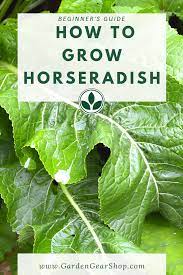 Growing Horseradish Growing Horseradish Horseradish Plant Growing Vegetables