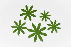 Download How To Make Paper Succulents With Your Cricut Hey Let S Make Stuff