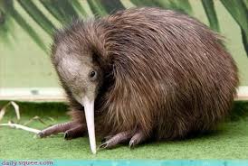 Kiwi Emu Birds That Cannot Fly Looks Like A Baby Emu Animals Weird Animals Animals Beautiful