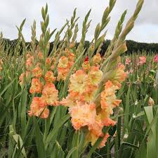Image result for Gladiolus bellus
