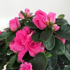 ein blutentraum die azalee azaleen bluten pflanzen