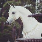 صور خيول جميلة أحلي صور حصان عربي أصيل خلفيات خيول رائعة موقع حصري horses beautiful arabian horses show horses
