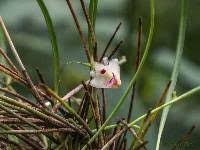 Image result for Polystachya kermesina