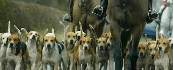 La bestia inizialmente cerca di intrappolare le tracce, quindi cerca già di staccarsi dal cane, muovendosi alla massima velocità. Caccia Alla Volpe Londra Fa Dietro Front Torna La Muta Di Cani La Repubblica