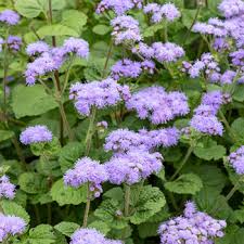 Ageratum Blue Mink Tradgarden