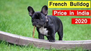Beautiful kc reg french bulldog puppies, ready to leave for their new forever homes. French Bulldog Price In India 2020 In Hindi Youtube