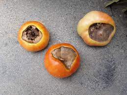Gardening Myths Fix Blossom End Rot With Calcium Sprays Home Garden Information Center