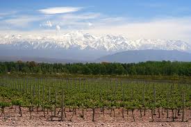 Tuscany is one of the most famous wine regions in the world, best known for its dry red wines made from sangiovese, the signature red grape found all over tuscany's hillside vineyards. Top Destinations For Wine Tasting Around The World On The Go Tours Blog