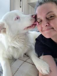 New Aussie color! I introduce to you the Purple merle! 🤩💜 Gunner is such  a trooper for putting up with my shenanigans! Note: No worries...the dye is  made for dogs and is