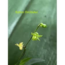 Image result for Angraecum sacciferum