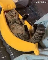 My 15 year old man also has some terrible arthritis, but i already own more cat beds than is reasonable. 9gag Cute Cat Sleeping Comfortably In Banana Bed Facebook