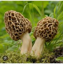 For the people who use mushrooms in cooking. What mushrooms do you prefer  and in what type of meals? Would you purchase if local farmers markets sell  any of these?