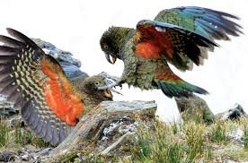 Maybe you would like to learn more about one of these? A Century Of Quotations About Our Mountain Parrot Wilderlife