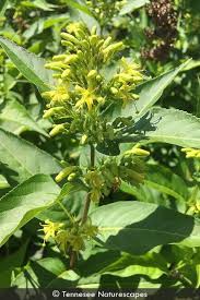 Image result for Clutia sessilifolia