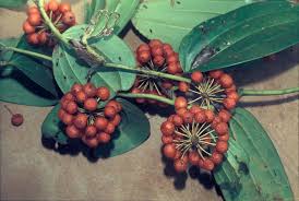 Image result for Smilax