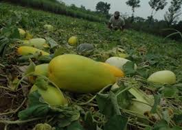 Check spelling or type a new query. Cara Menanam Timun Suri Bibitbunga Com