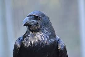 The baltimore ravens are a professional american football team based in baltimore. Ravens Might Possess A Theory Of Mind Say Scientists Csmonitor Com