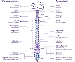 Image result for Autonomic Dysfunction
