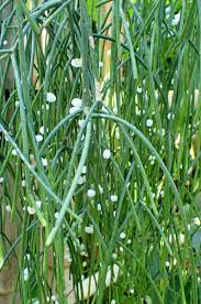 Image result for Rhipsalis baccifera