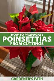 How To Propagate Poinsettia Plants From Cuttings Gardener S Path In 2021 Poinsettia Plant Poinsettia Propagating Plants
