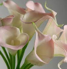 3 Lilies Pink Calla Lilies Purple Calla Lilies Calla Lily