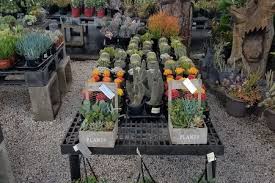 It is usually a slender columnar white and very furry cactus from high altitude. Cactus Succulents For Sale In Loxahatchee Fl A One Stop Garden Shop