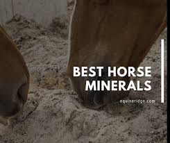 Do you know how important vitamin e is for horses' maintenance? Best Horse Mineral Supplement Equine Ridge