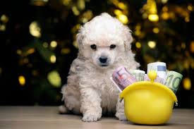We did not find results for: Why Are Poodles So Expensive What Every Owner Should Know Poodle Report