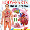 They can be used to illustrate an entire system or a specific body part or condition. 1