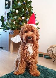 A labradoodle (/ˈlæbrəduːdəl/) is a crossbreed dog created by crossing the labrador retriever and the standard, miniature, or toy poodle. Things You Should Know Before Getting A Labradoodle Labradoodles Dogs