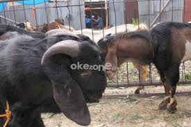 Namun aqiqah ini dianjurkan dalam syariat islam dan harus dilakukan oleh kedua orang tuanya untuk menyembelih kambing pada tujuh hari kelahiran bayi. Bolehkah Memakan Daging Kambing Akikah Anak Sendiri Okezone Muslim