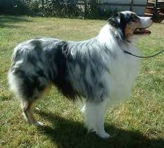 Black White And Brown Australian Shepherd Blue Merle Australian Shepherd Dogs Australian Shepherd Most Beautiful Animals