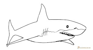 Sharks4kids offers the ultimate shark education for students and teachers through shark curriculum, stem programs, shark science, shark activities curriculum, games and activities will allow teachers to integrate shark education into their science programs on an introductory, intermediate or advanced. Coloring Sheet Great White Shark Pages To Printree Megalodon Animalsor Kids Disney Approachingtheelephant