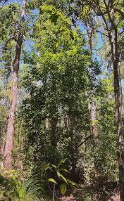 Image result for Scolopia stolzii