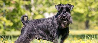 How much does a standard schnauzer cost? Standard Schnauzer Puppies For Sale Greenfield Puppies