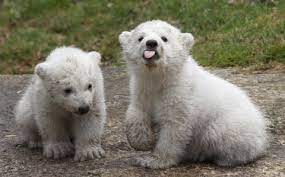 munchen eisbarzwillinge in tierpark hellabrunn auf erkundungstour spiegel online panorama tierpark hellabrunn susse tiere eisbar