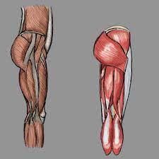 It also contracts to produce inversion of the foot, and assists in the plantarflexion of the foot at the ankle. Artstation Leg Muscle Anatomy Matt Poast