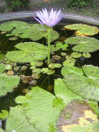 Maybe you would like to learn more about one of these? Tunjung Dan Ratna Bunga Utama Dalam Tradisi Bali Balisaja Com Bernas Dan Khas Bali