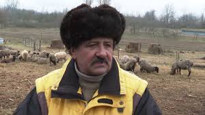 Pe cat este posibil, la furajarea iepurilor si la intocmirea ratiilor crescatorul va tine seama si de urmatoarele recomandari practice femelelor in lactatie este bine sa li se dea pasta umeda de trei ori pe zi si seara graunte (pe langa restul furajelor din ratie: O Oaie A FÄƒtat È™ase Miei LangÄƒ Arad Stiriregionale Tvrtimisoara Youtube