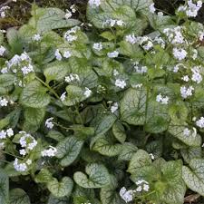 Image result for Mostuea microphylla