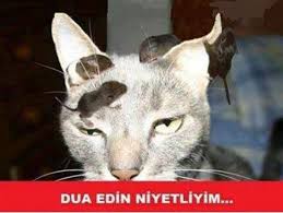 En Komik Kedi Capslerini Sizler Icin Derledik Komedi Www Hayrankaldim Com