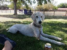 Where to go to get your next family member! Akc Black Standard Poodles 8 M 4 F Ready Just Before Christmas For Sale In Manteca California Classified Americanlisted Com