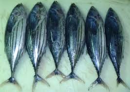The thunnini comprise 15 species across five genera. Tuna Fish Buy Tuna Fish For Best Price At Inr 500 Kilogram Approx