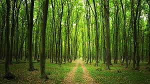 Une parcelle de quelques hectares suffit. La Foret Un Placement Securisant Dans Le Temps Les Echos