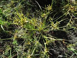 Image result for Pycreus flavescens