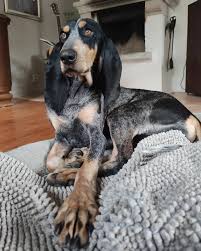 Image result for lucernský honič